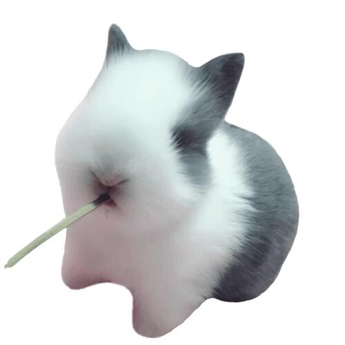 盖脸猫猫兔活物网红安哥拉兔凤眼西施道奇猫猫兔宿舍宠物兔子活体 - 图3
