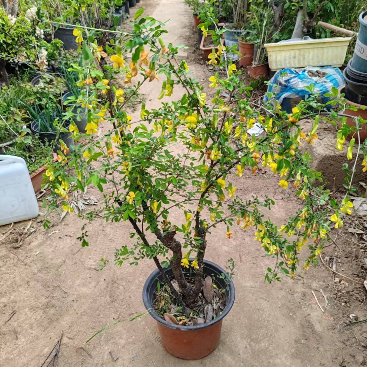 可食用黄金雀盆栽树苗南雀北雀花老桩新鲜盆栽金雀梅锦鸡儿阳雀花,淘宝优惠券,粉丝福利购,淘宝优惠卷