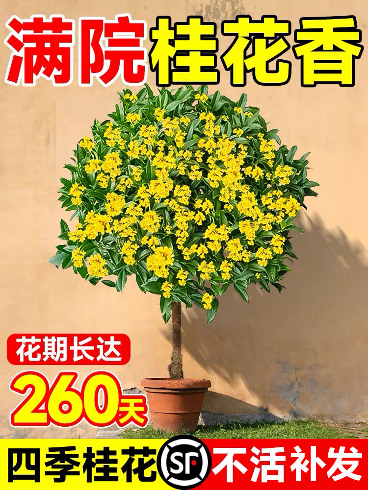 桂花盆栽室内客厅四季桂花绿植金桂树苗花卉浓香型阳台四季开花 - 图0