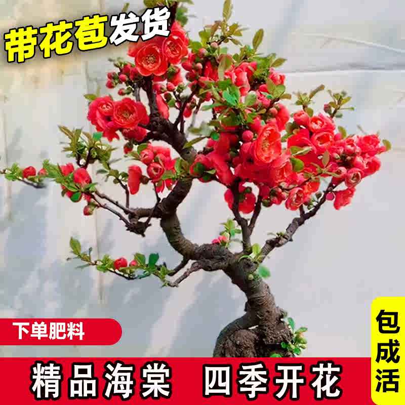 西府海棠苗 新人首单立减十元 22年3月 淘宝海外