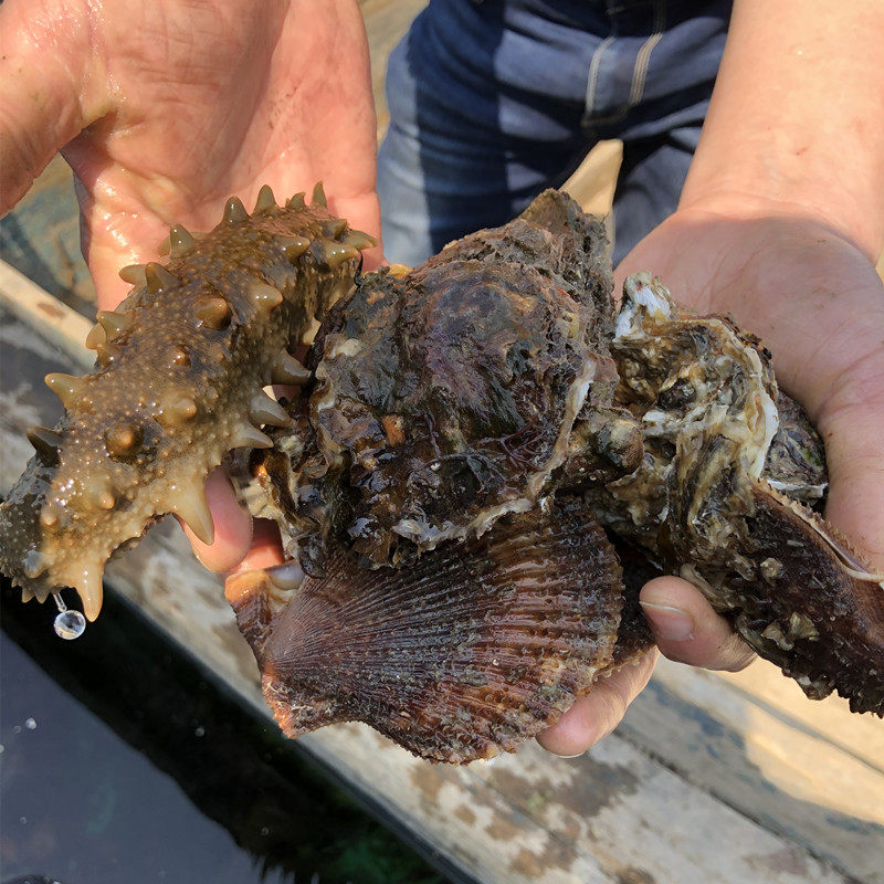 海参花野生海参卵500g海渗非即食辽参海参肠长岛刺参特产顺丰包邮_虎窝淘