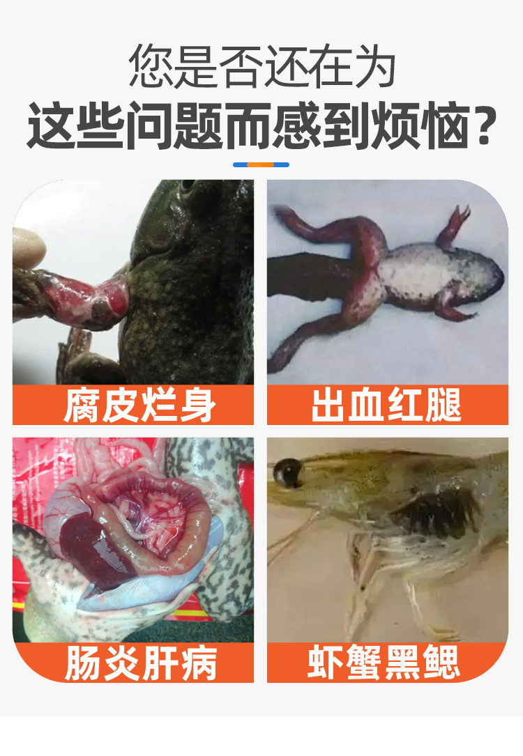 牛蛙青蛙养殖出血腐皮肠炎腹水蛙康泰蛙病消歪头红腿脑膜炎水产用-图1