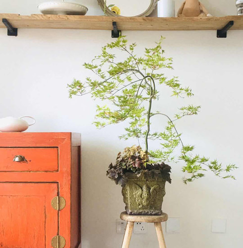 5.4直播专用，看中下单，勿乱拍， 【嘉瑞】一物一拍  植物盆栽 - 图1