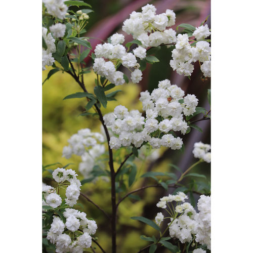 【嘉瑞】花园耐寒灌木 重瓣小手球 菱叶绣线菊 盆栽苗 - 图1