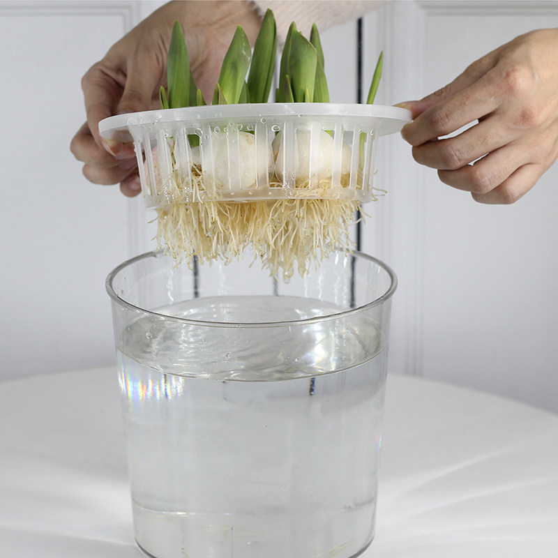 宅鹏加大塑料透明郁金香水培器皿花盆萝卜红薯土豆绿植种球定植篮,淘宝优惠券,粉丝福利购,淘宝优惠卷