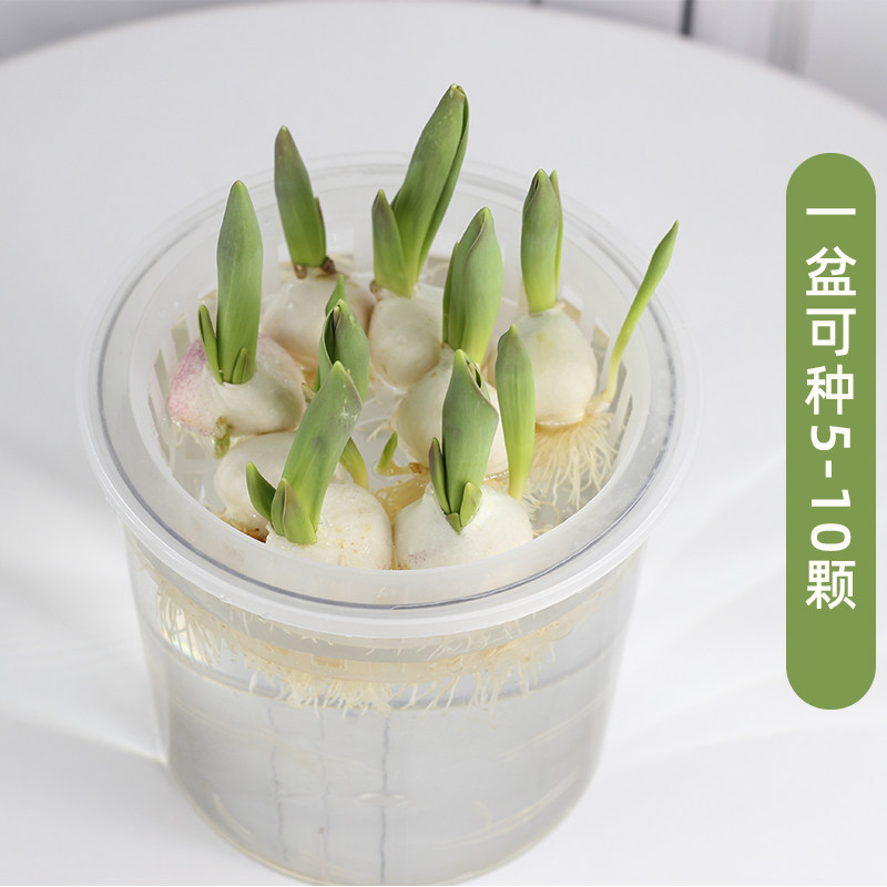 宅鹏加大塑料透明郁金香水培器皿花盆萝卜红薯土豆绿植种球定植篮,淘宝优惠券,粉丝福利购,淘宝优惠卷