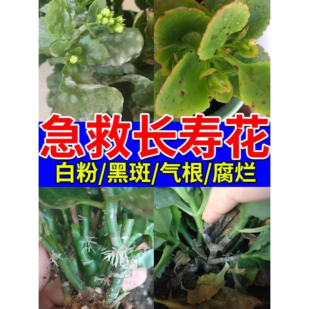 长寿花白粉病专用药黑腐病白斑炭疽纹枯黑星黑斑叶霉叶斑杀菌剂L - 图0