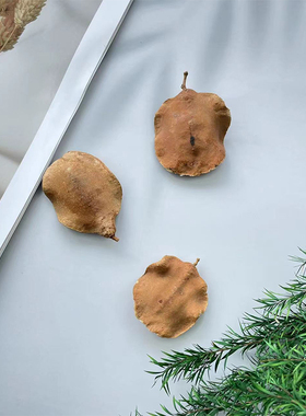 【龟壳】天然植物果实果壳 手工DIY植物标本材料收集装饰拍摄道具