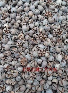 厂家直销供应工艺干花包果壳材料十字果开口笑干支质优价廉一公斤