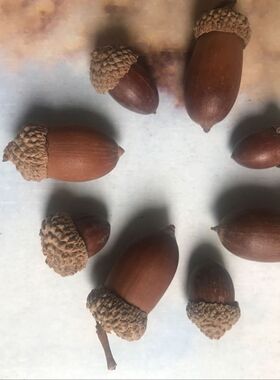 惊爆价干花包天然带帽橡子果实饰品大橡果带橡碗橡树果装饰摆件