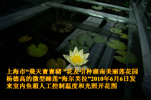 海尔芙拉　迷你睡莲花种茎微型睡莲根块袖珍小型水生植物花卉种球 - 图0