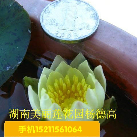 海尔芙拉　迷你睡莲花种茎微型睡莲根块袖珍小型水生植物花卉种球 - 图3