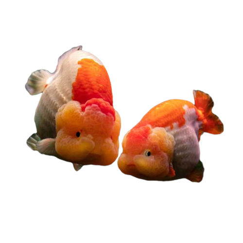 兰寿金鱼活鱼精品重墨奶牛小尾五花寿水墨寿红白兰寿黑寿好养包活 - 图3