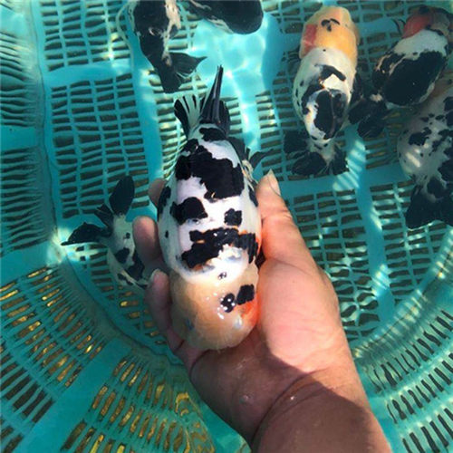 兰寿金鱼活鱼精品重墨奶牛小尾五花寿水墨寿红白兰寿黑寿好养包活 - 图0