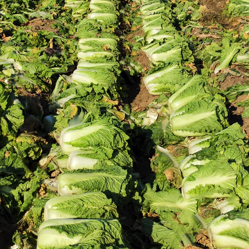 东北大白菜新鲜蔬菜 整棵4斤包邮农家小白菜腌酸菜大叶包饭 青菜 - 图2