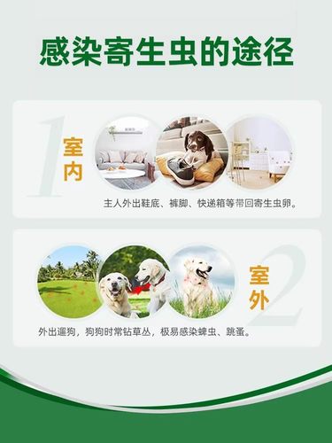 拜宠爽+海乐旺狗体内体外驱虫药宠物犬用蜱虫绦虫跳蚤耳螨眼线虫 - 图3