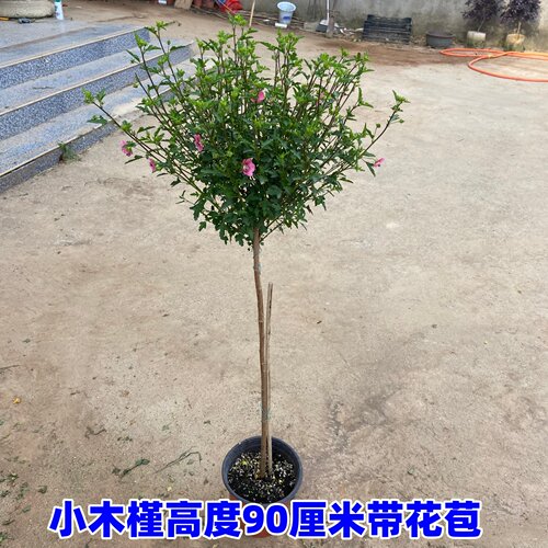 小木槿棒棒糖盆栽花苗小苗阳台庭院 耐热植物微草莓独杆 - 图3