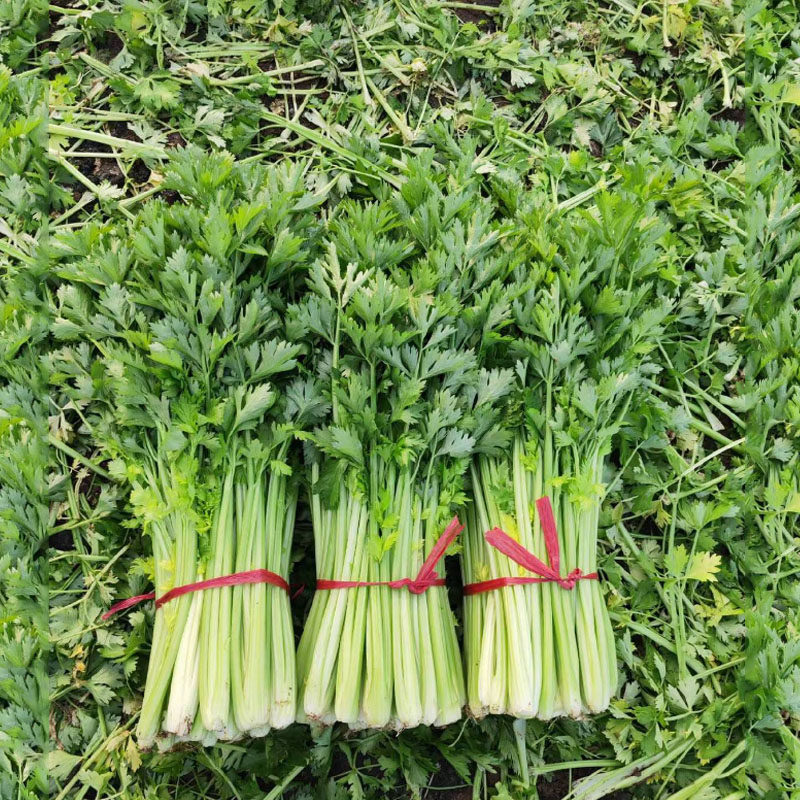 皇冠西芹种子实心芹菜耐热耐寒纤维少抽苔晚早熟四季基地品种