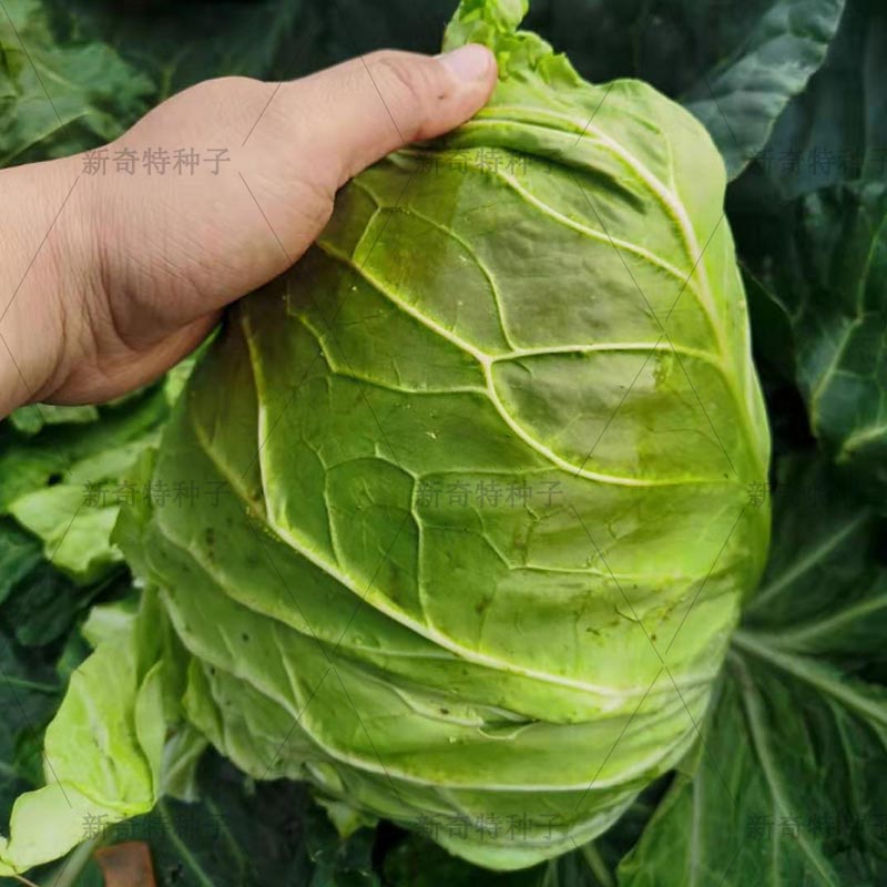 牛角心甘蓝种子争春越冬包菜种农户大面积种植蔬菜种孑秋冬季包邮
