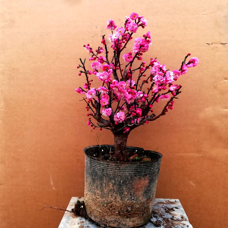 红梅绿梅游龙梅梅花绿植花卉冬季赏花开花盆栽盆景 - 图1