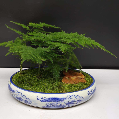 文竹盆景北京发货室内绿植花卉桌面小型观赏植物客厅办公桌卧室喜 - 图1