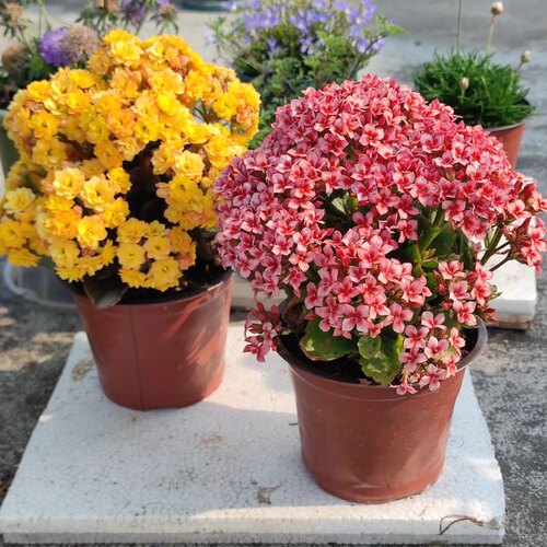 母亲节长寿花开花植物绿植盆栽小型花卉桌面北京包邮净化空气观花 - 图3