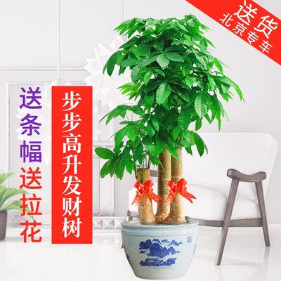 步步高升发财树北京大型绿植花卉开业乔迁礼品净化办公室盆栽客厅,淘宝优惠券,粉丝福利购,淘宝优惠卷