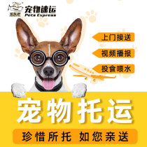 (Flattering) Pet Consignment National Upper Door Service Cat Airlift Dog Mailing Train Special Car Kunming Random