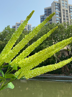 绿植软装客厅摆放假花