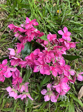 绢布花婚庆软装兰花单支