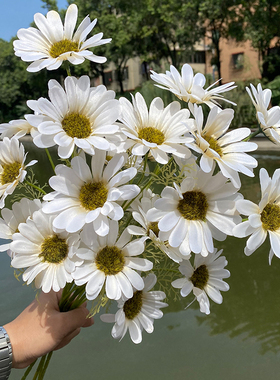 仿真雏菊6头太阳花波斯菊洋甘菊