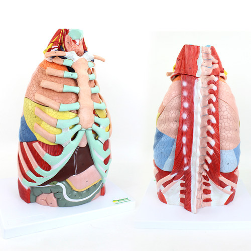 ENOVO医学用人体胸腔解剖模型肺解部肺段心脏结构胸部thoracic cavity胸壁胸廓膈肌肉血管神经胸外科手术教学 - 图3