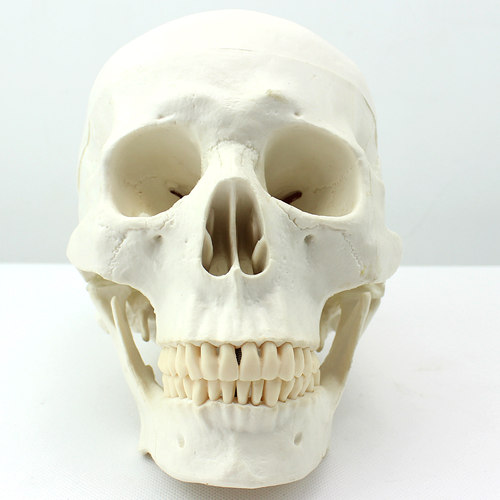 ENOVO颐诺医学艺用美术人体头骨模型 亚洲头颅骨解剖模型标本skull颅骨骼结构颅底颅腔 颅盖解剖医生上海教学 - 图0