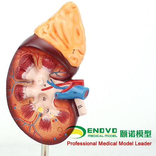 ENOVO颐诺医学人体肾脏解剖模型 肾模型医学泌尿科解剖系统用模型 泌尿男科教学演示教具模型医学模型上海标 - 图1