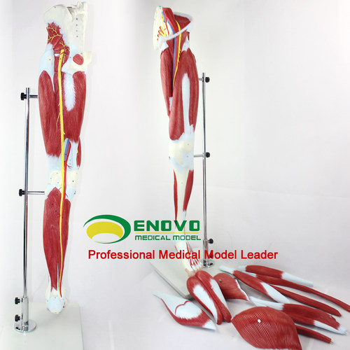 ENOVO颐诺人体下肢肌肉血管神经模型腿部运动系统医学肌肉解剖动静脉腿肌运动康复理疗假肢模具医生教学教具 - 图0