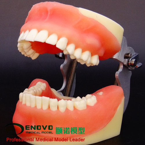 ENOVO颐诺口腔外科学教学实习示教模型拔牙练习脓肿切开根切术口腔颌面外科手术摸拟操作实训模型牙医培训 - 图1