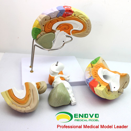 ENOVO颐诺医学大脑皮层躯体运动大脑皮质杏仁核海马体定位大脑解剖模型心理教学AI医疗脑机接口人工智能标本 - 图1
