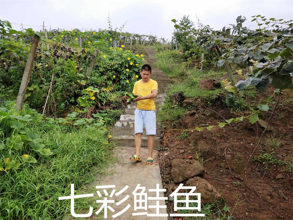 四川马边高山生态绿色种植特级正宗红心猕猴桃精品大中果礼盒装 - 图2