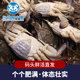 Zhoushan swimming crab meat female crab light cream crab