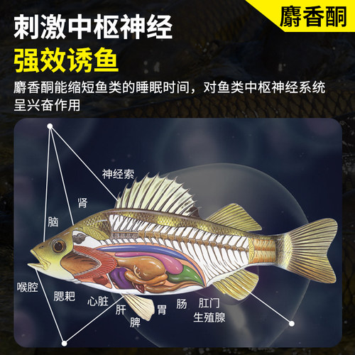 高浓度麝香酮原液德国人工小药冬季钓鱼鲫鱼鲤鱼野钓开口剂诱鱼剂 - 图1