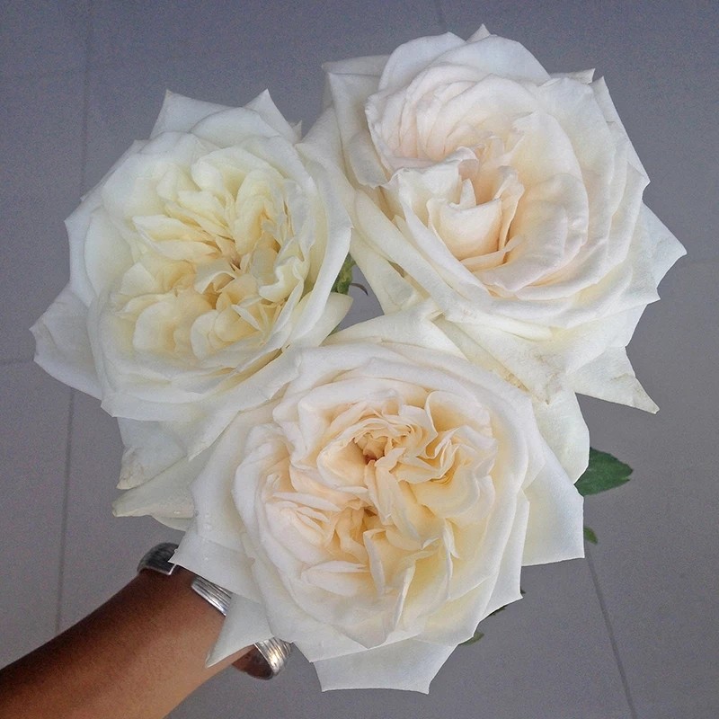 白荔枝玫瑰大卫奥斯汀经典型切花果香味浓郁 花头大 白色卷心月季,淘宝优惠券,粉丝福利购,淘宝优惠卷