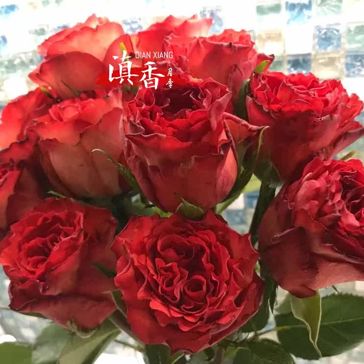 新品国产风姿切花玫瑰花很特别杯子大花卷芯月季花苗盆栽抗病直立