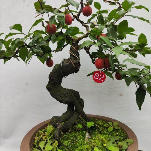 12月金弹子盆景小叶挂果原生母四川灌木熟货血红阳台庭院绿植造型,淘宝优惠券,粉丝福利购,淘宝优惠卷