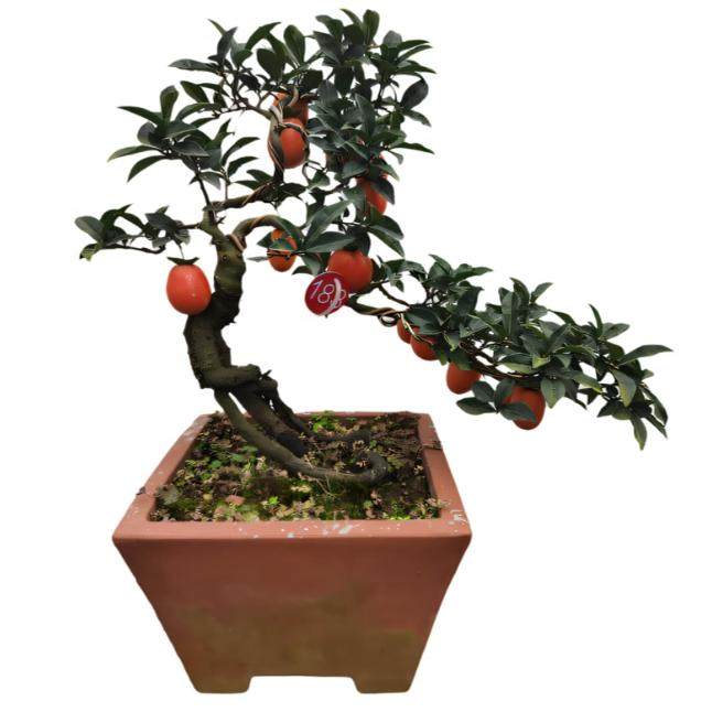 12月金弹子盆景小叶挂果原生母四川灌木熟货血红阳台庭院绿植造型,淘宝优惠券,粉丝福利购,淘宝优惠卷