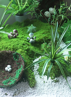 橱窗草皮苔藓造景塑料