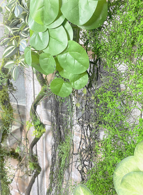 仿真树藤枯藤藤条假花装饰树枝干枝青苔苔藓室内藤蔓植物壁挂绿植