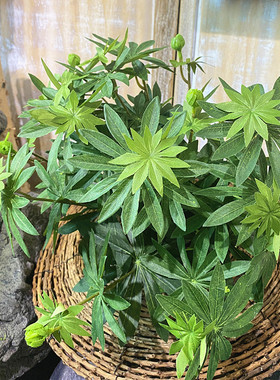 仿真鲁冰花叶带果8叉大把束绿植绢花叶子工程植物墙婚庆插花造景