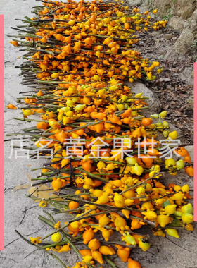 正宗五代果装饰摆放植物新奇发财果观赏招财果五指茄鲜花插瓶新鲜