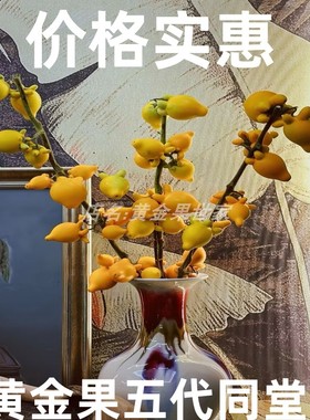 五福黄金果装饰摆件五世同堂供佛过年插花鲜切福禄果生日祝福新颖
