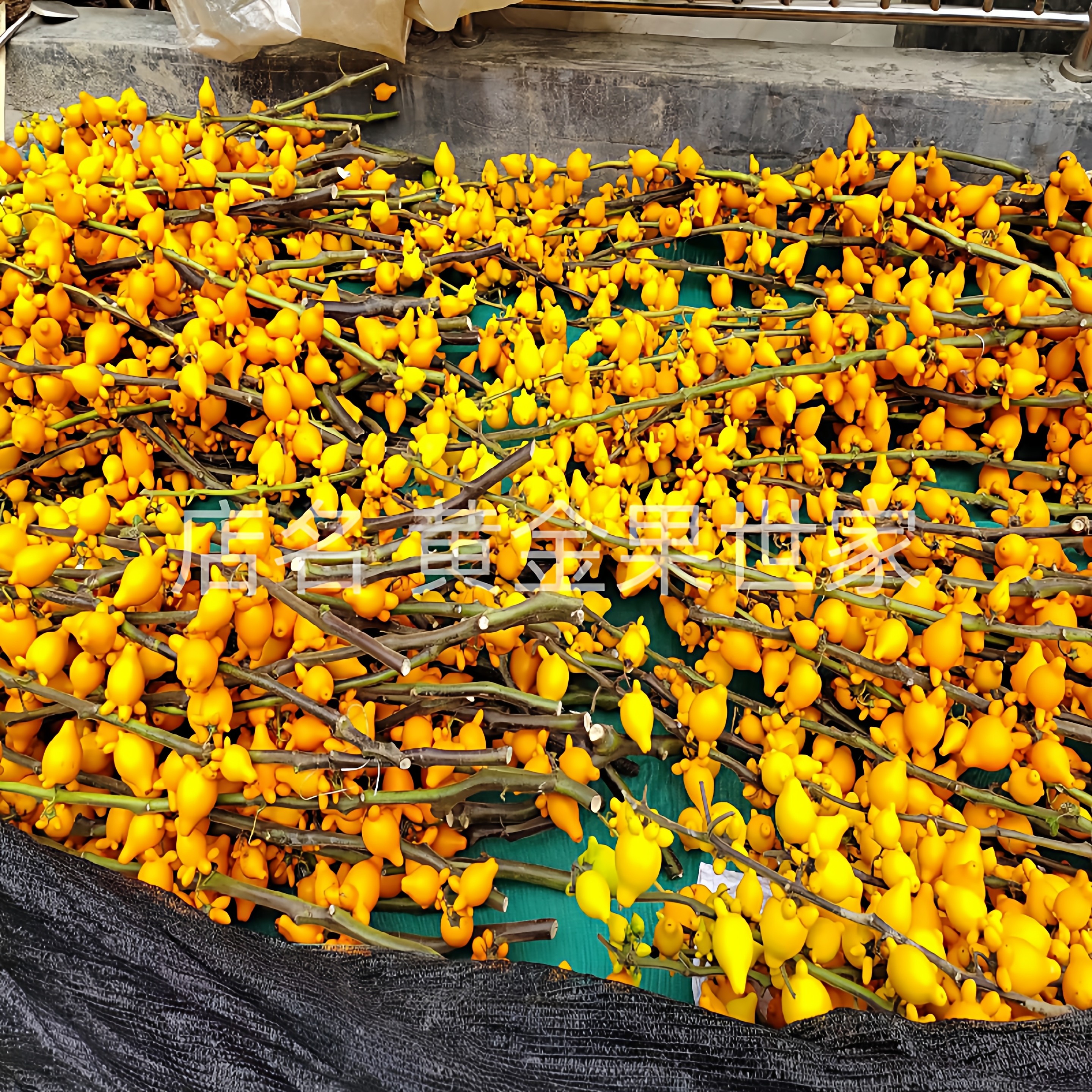 五代果枝条五代黄金果鲜切枝同堂果多叉黄金福禄果家居插花材产地,淘宝优惠券,粉丝福利购,淘宝优惠卷